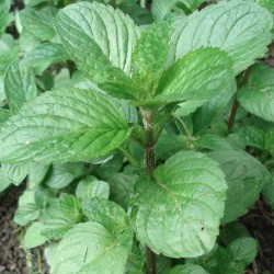 Mentha citrata ORANGE MINT (plant)