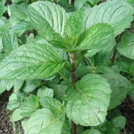 orange-mint-plant