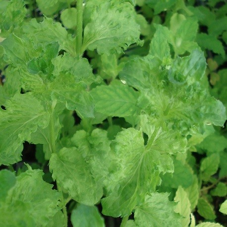 curly-mint-plant