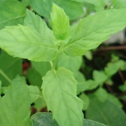 Mentha spicata MENTA VERDE (planta)