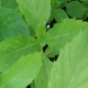 mojito-minze-pflanze