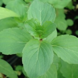 Mentha X piperita CHOCOLATE MINT (plant)