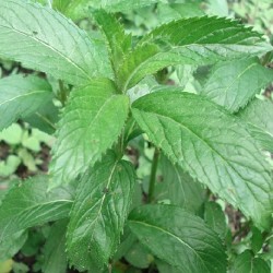 Mentha X piperita MENTHE SUISSE (plante)