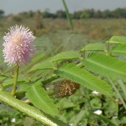 Mimosa pigra RIESEN SINNPFLANZE (10 samen)