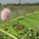 Mimosa pigra HIERBA QUE MUEVE (10 semillas)