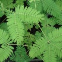 Mimosa pudica TOUCH ME NOT (plant)