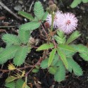 Mimosa pudica PLANTE SENSITIVE / HERBE QUI BOUGE (10 graines)