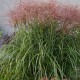 miscanthus-chinensis