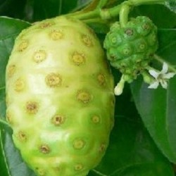Morinda citrifolia MORA DE INDIA / NONI (5 semillas)