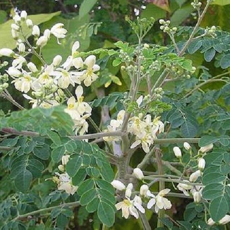 pflegeleichte robuste Exoten Nutzpflanzen für die Wohnung Merrettichbaum Samen 