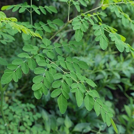 25 Moringa oleifera Wunderbaum Meerrettichbaum Herkunft aus Thailand 