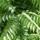 curry-tree-leaf