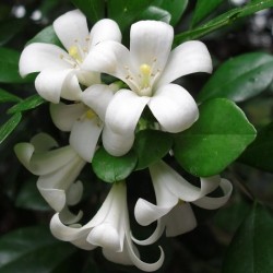 Murraya paniculata ORANGE JASMINE (plant)