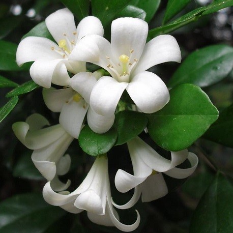 orange-jasmine-plant