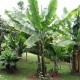 graines-de-banane-plantain
