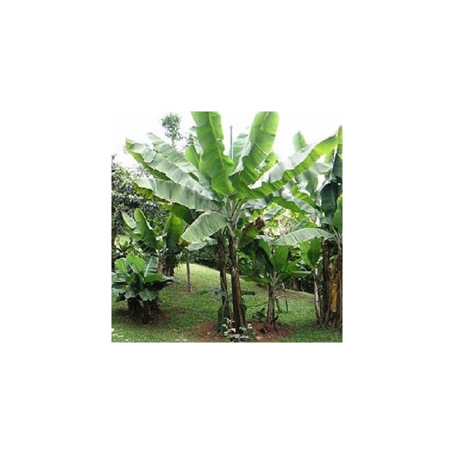 Plantain banana seeds, Musa paradisiaca for sale