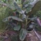 darjeeling-banana-seeds