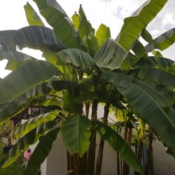 bananera-himalaya
