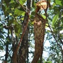 Nepenthes de Bornéo NEPENTHES (5 graines)