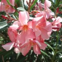 Nerium oleander LAURIER ROSE (20 graines)