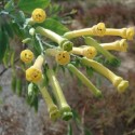 Nicotiana glauca BLUE ,TREE TOBACCO (plant)