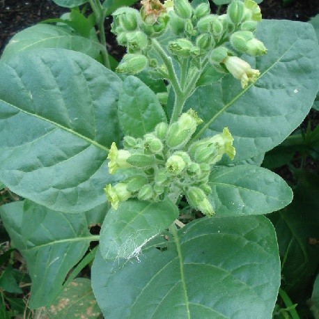 bauern-tabak-pflanze