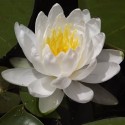 Nymphaea alba WHITE WATER LILY (15 seeds)