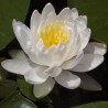 white-water-lily-seeds