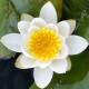 white-water-lily