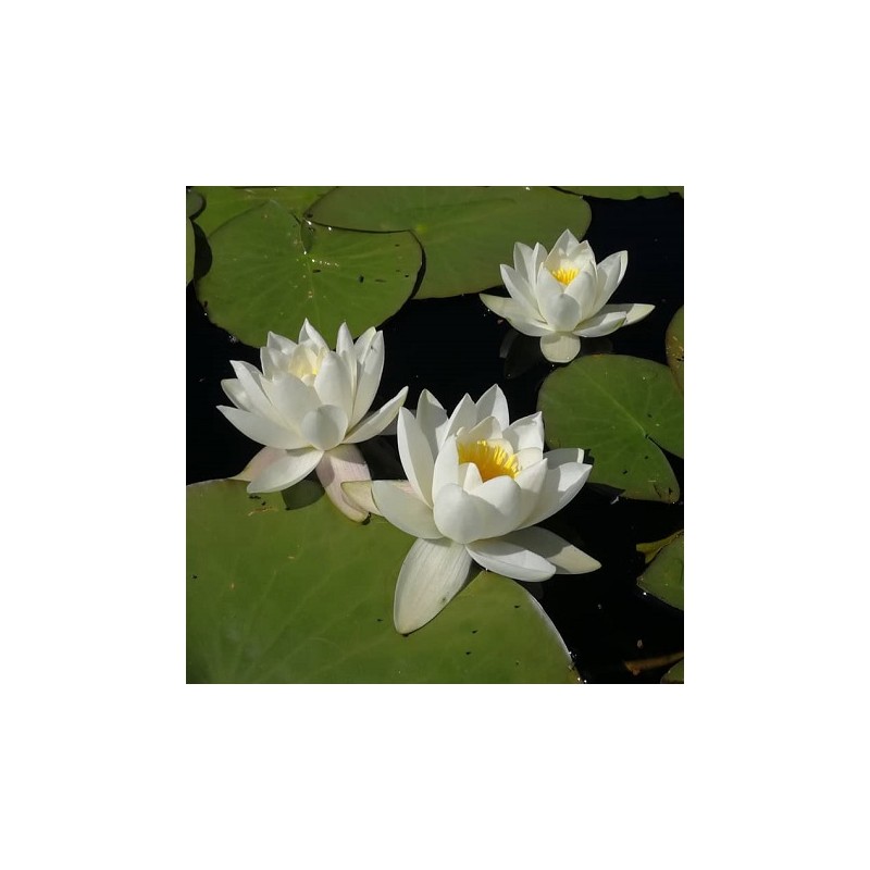 Lotus Peach Flower Seeds Aquatic Plants Water Lily Plants 10 Pcs FREE SHIPPING 