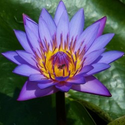 lotus-blaue-samen