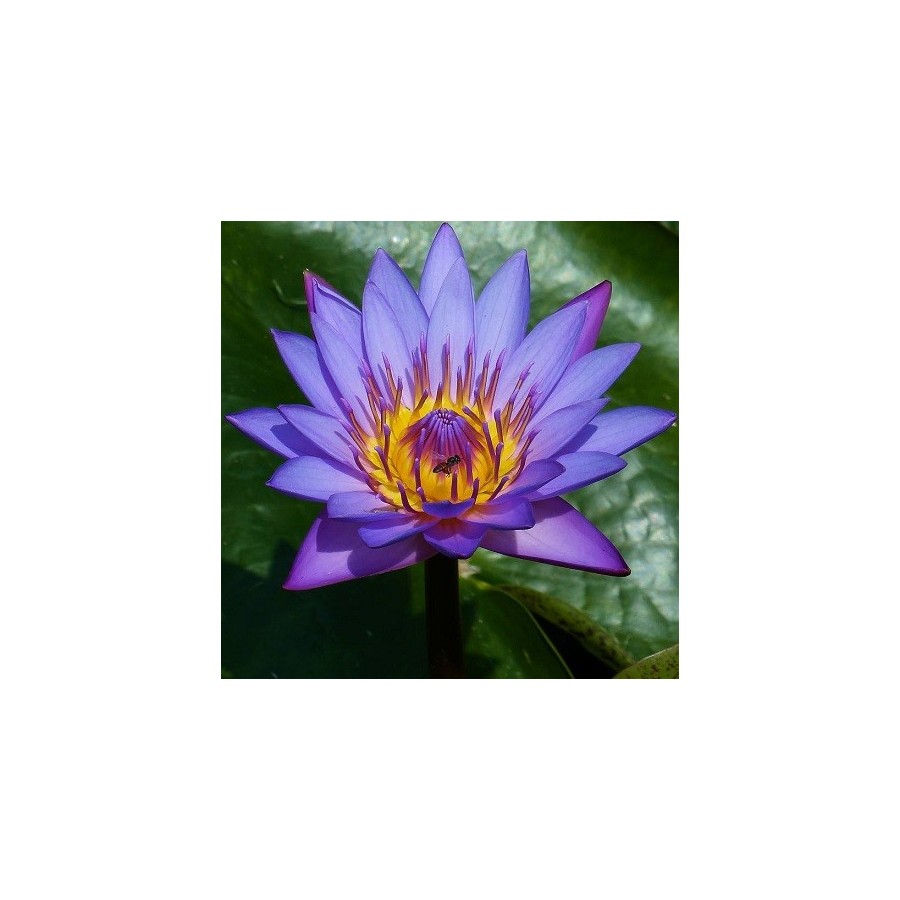 Lotus blaue Nymphaea caerulea samen kaufen