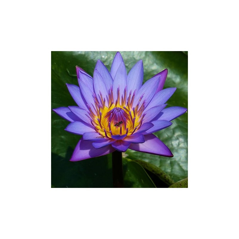 12.5 G Bleu Lily/fleurs de lotus-Nymphaea Caerulea 