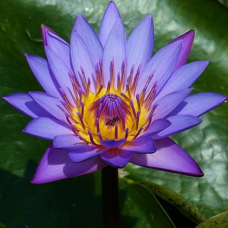 Nymphaea caerulea Blauer ägyptischer Lotus Heilige Seerose Blauer Lotus 25  Samenpackung, Versand aus Los Angeles -  Österreich