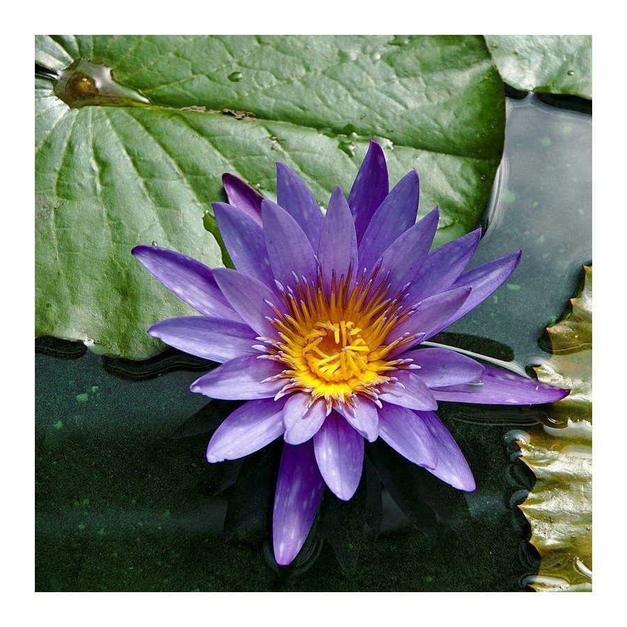 Blauer Lotus - Nymphaea caerulea 20 samen - Online Smartshop, Avalon Magic  Plants