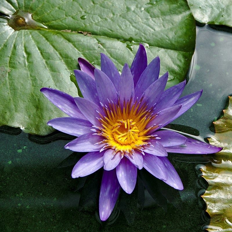 Blue lotus seeds sacred blue lily for sale