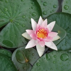 pink-water-lily-plant