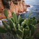 prickly-pear