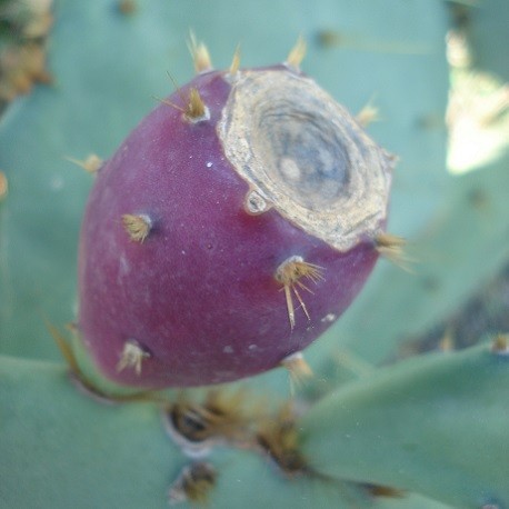 - très décoratif et délicieux! Opuntia indica figue de Barbarie 20 graines fraîches 