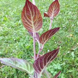Paederia lanuginosa CHEESE PLANT / SKUNK VINE (plant)