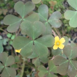 Oxalis corniculata HORN-SAUERKLEE (pflanze)