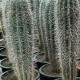 Pachycereus-kaktus-samen