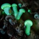 champignons-bioluminescents-lumineux