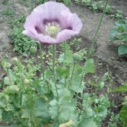 opium-poppy-seeds