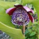 passiflora-alata