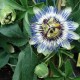 planta-de-pasionaria-azul