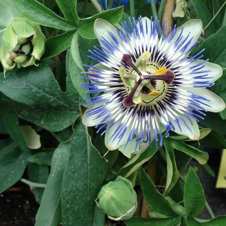 plant-de-fleurs-de-la-passion-bleu