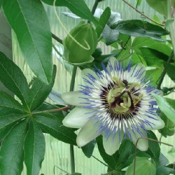 Passiflora caerulea BLUE PASSION FLOWERS (5 seeds)