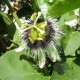 passiflora-edulis-maracuja