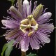 purple-passionflower-maypop-seeds